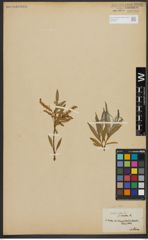 Foto von Salix alba L.